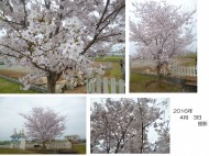 4月3日　撮影　桜