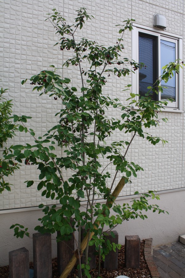 人気のシンボルツリー ジューンベリー アメリカザイフリボク 久留米市 ガーデン 荒木エクステリア株式会社